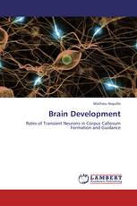 Brain Development