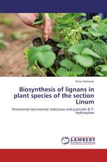 Biosynthesis of lignans in plant species of the section Linum