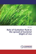 Role of Guttation fluid in the spread of bacterial blight of rice