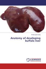 Anatomy of developing buffalo liver