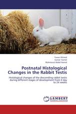 Postnatal Histological Changes in the Rabbit Testis