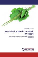 Medicinal Plantain in North of Egypt