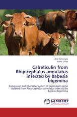 Calreticulin from Rhipicephalus annulatus infected by Babesia bigemina