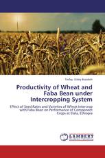 Productivity of Wheat and Faba Bean under Intercropping System