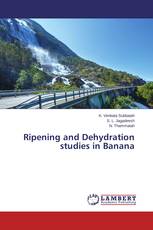 Ripening and Dehydration studies in Banana