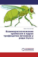 Взаиморасположение хромосом в ядрах трофоцитов яичников у ряда Diptera