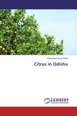 Citrus in Odisha