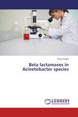 Beta lactamases in Acinetobacter species