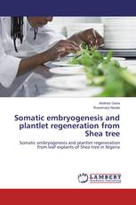 Somatic embryogenesis and plantlet regeneration from Shea tree