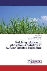 Mulching relation to phosphorus nutrition in Autumn planted sugarcane