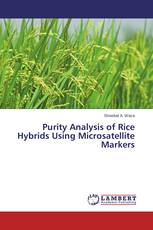 Purity Analysis of Rice Hybrids Using Microsatellite Markers