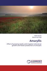 Amaryllis