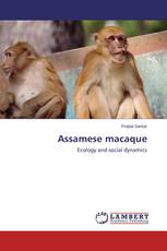 Assamese macaque