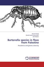 Bartonella species in fleas from Palestine