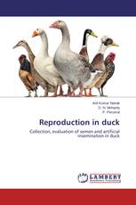 Reproduction in duck