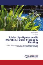 Spider Lily (Hymenocallis littoralis L.) Bulbs Storage & Planting