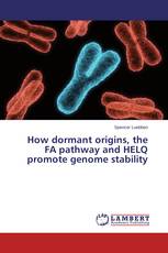 How dormant origins, the FA pathway and HELQ promote genome stability