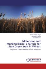 Molecular and morphological analysis for Stay Green trait in Wheat