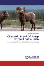 Chevaadu Breed Of Sheep Of Tamil Nadu, India