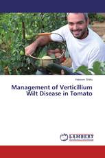 Management of Verticillium Wilt Disease in Tomato