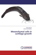 Mesenchymal cells in cartilage growth