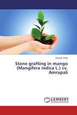 Stone grafting in mango (Mangifera indica L.) cv. Amrapali