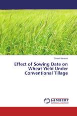 Effect of Sowing Date on Wheat Yield Under Conventional Tillage