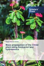 Mass propagation of the Christ plant using bioreactor and hydroponics