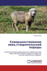 Совершенствование овец ставропольской породы