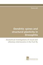 Dendritic spines and structural plasticity in Drosophila