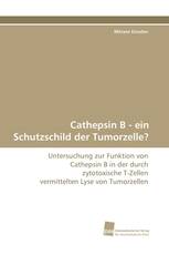 Cathepsin B - ein Schutzschild der Tumorzelle?