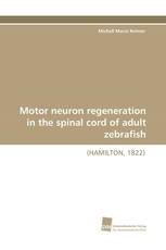 Motor neuron regeneration in the spinal cord of adult zebrafish