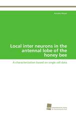 Local inter neurons in the antennal lobe of the honey bee