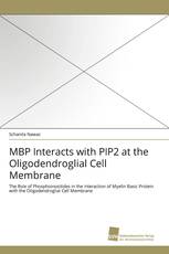 MBP Interacts with PIP2 at the Oligodendroglial Cell Membrane