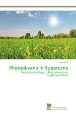 Phytoplasma in Sugarcane