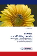 Filamin: a scaffolding protein