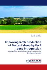 Improving lamb production of Deccani sheep by FecB gene introgression