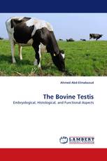 The Bovine Testis