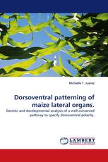 Dorsoventral patterning of maize lateral organs.