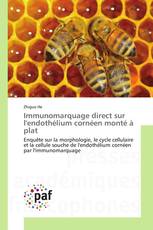 Immunomarquage direct sur l'endothélium cornéen monté à plat