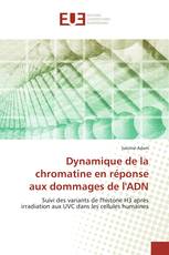 Dynamique de la chromatine en réponse aux dommages de l'ADN