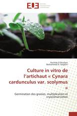 Culture in vitro de l’artichaut « Cynara cardunculus var. scolymus »