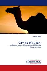 Camels of Sudan:
