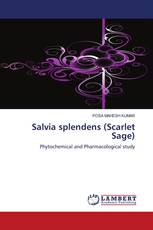 Salvia splendens (Scarlet Sage)