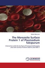 The Merozoite Surface Protein 1 of Plasmodium falcipurum