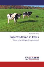 SUPEROVULATION IN COWS