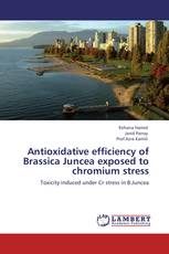 Antioxidative efficiency of Brassica Juncea exposed to chromium stress