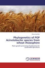 Phylogenetics of PGP Acinetobacter species from wheat rhizosphere