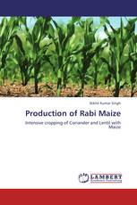 Production of Rabi Maize