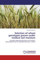 Selection of wheat genotypes grown under residual soil moisture